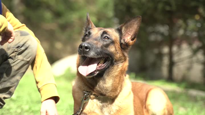 Na soutěži v Liberci se ukázali nejposlušnější psi z ČR