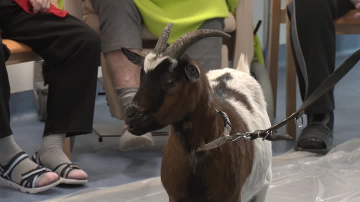 Terapeutické kozičky pomáhají seniorům