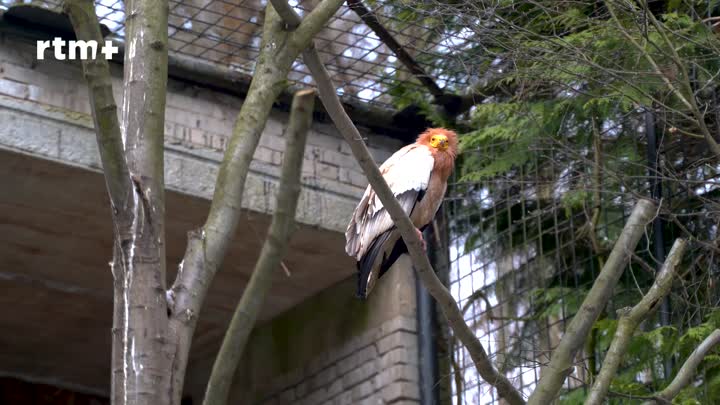 Zeptali jsme se: Jak se daří dravcům v liberecké ZOO?