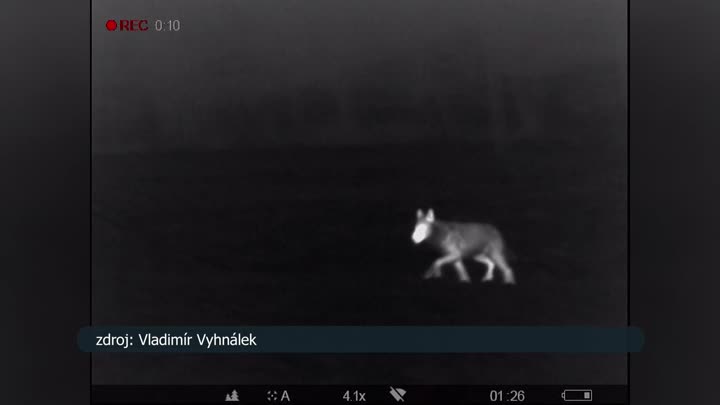 Na Tanvaldsku byli údajně spatřeni vlci