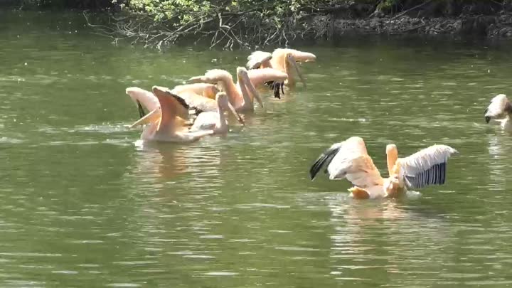 Liberecká zoo vypustila po zimě pelikány