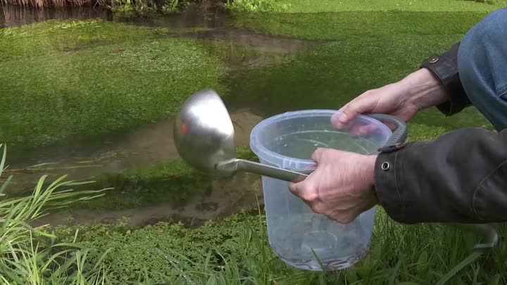 Lososi se vrací do českých řek