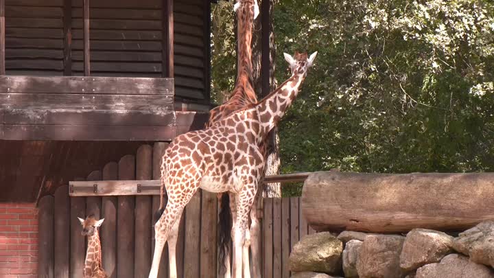 Liberecká zoo chystá rekonstrukci pavilonu žiraf 