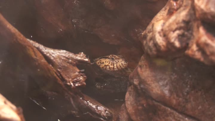 ZOO Liberec zahájila chov krokodýlovce čínského