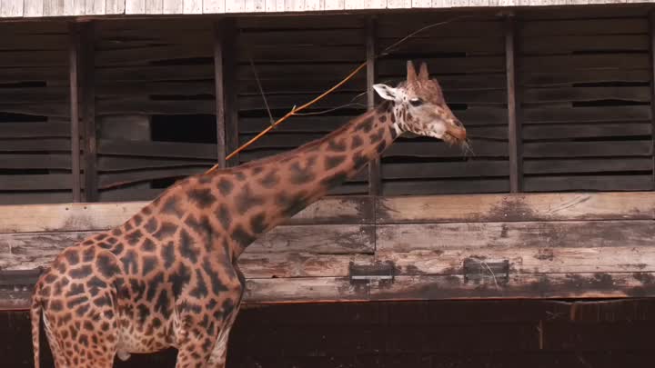 Zoo Liberec čeká postupná obnova
