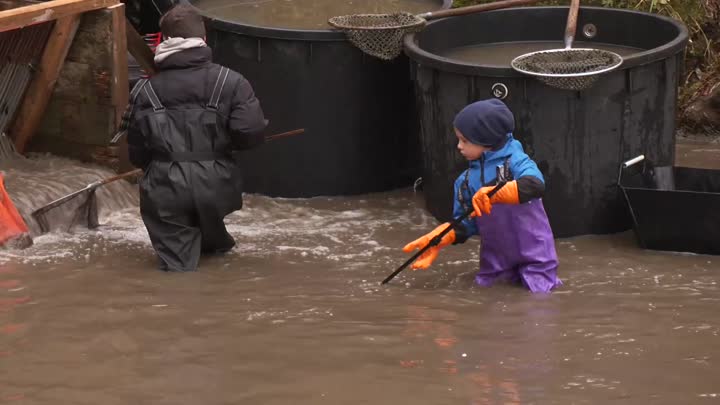 Ve Lvové proběhl tradiční výlov Dvorního rybníka