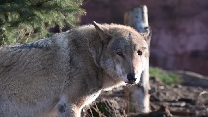 Kraj vyhodnotil náhrady za škody na zvířatech
