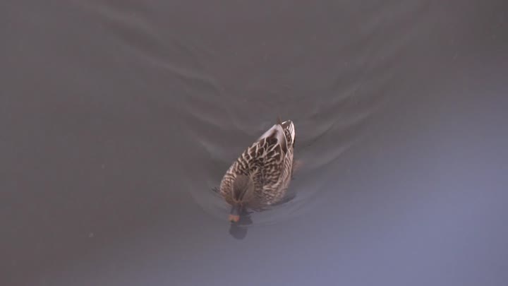 V Železném Brodě byla potvrzena ptačí chřipka