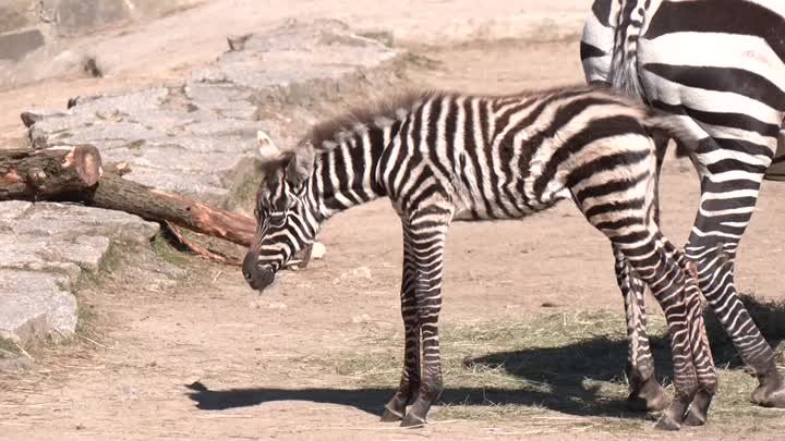 Liberecká zoo přivítala na svět samečka zebry bezhřívé