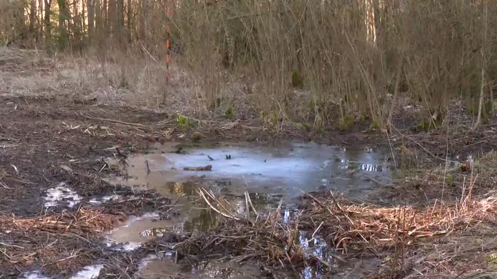 Jablonec buduje mokřad u Lesního divadla
