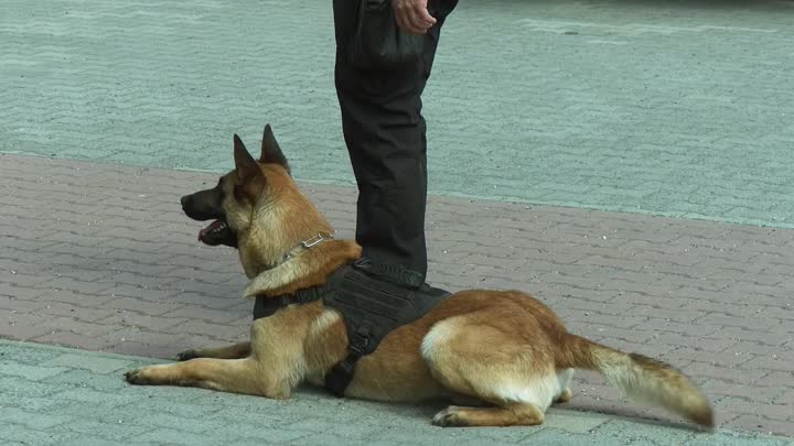 Psovod jablonecké MP už zasahuje v akci