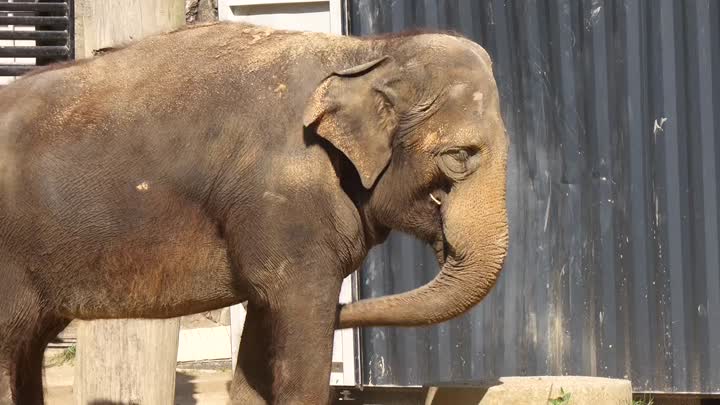 Liberecká zoo se připravuje na rozloučení se slonicí Balou. Na podzim zamíří do Británie