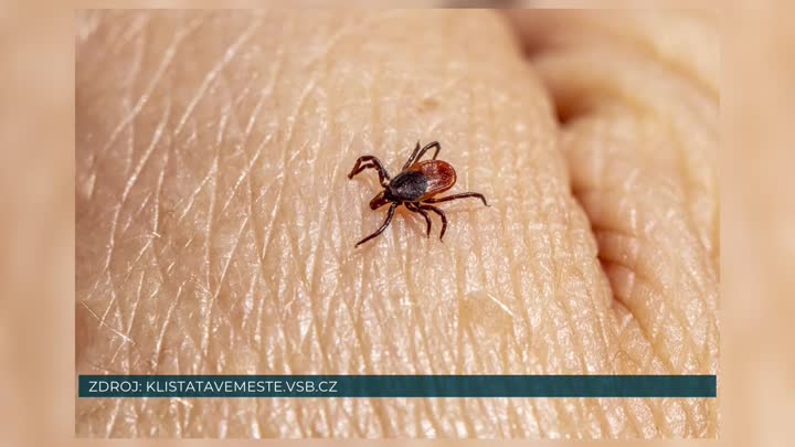 Hygienici připomínají, jak se chránit před klíšťaty. Pomáhá očkování i správná prevence